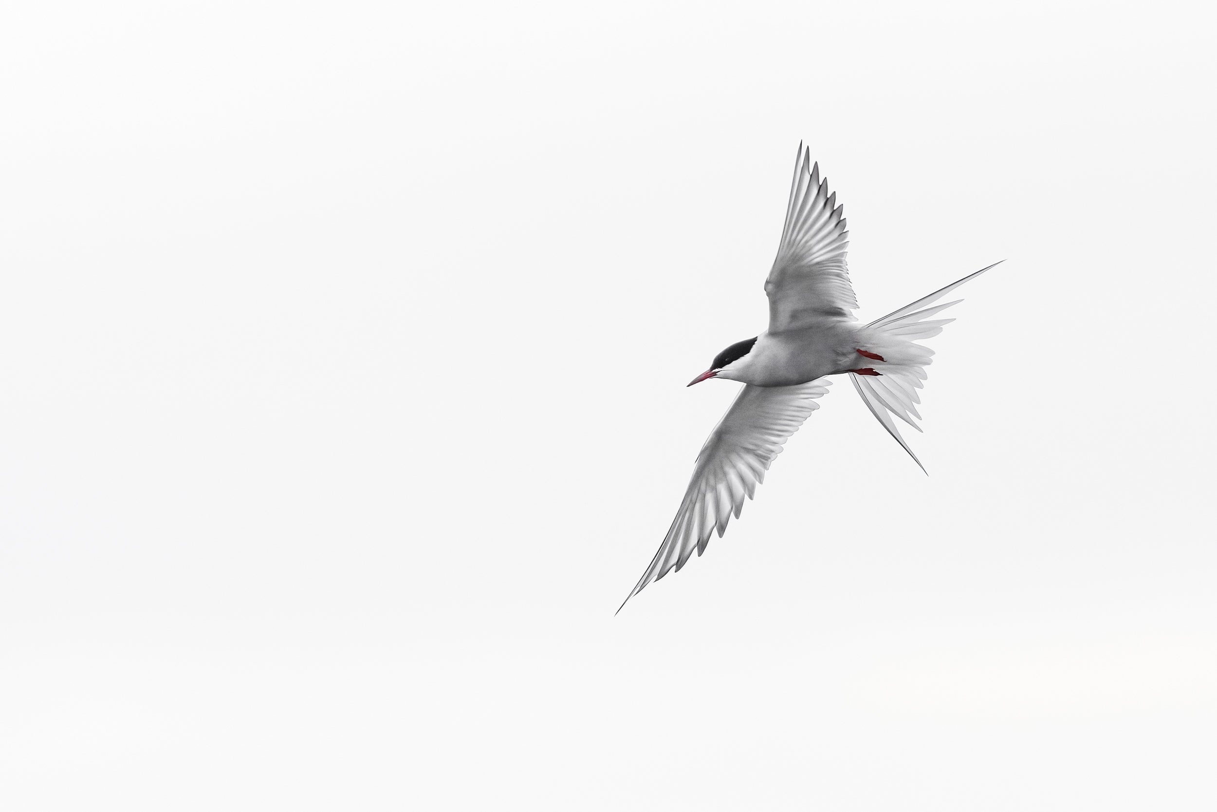Arctic Tern 004