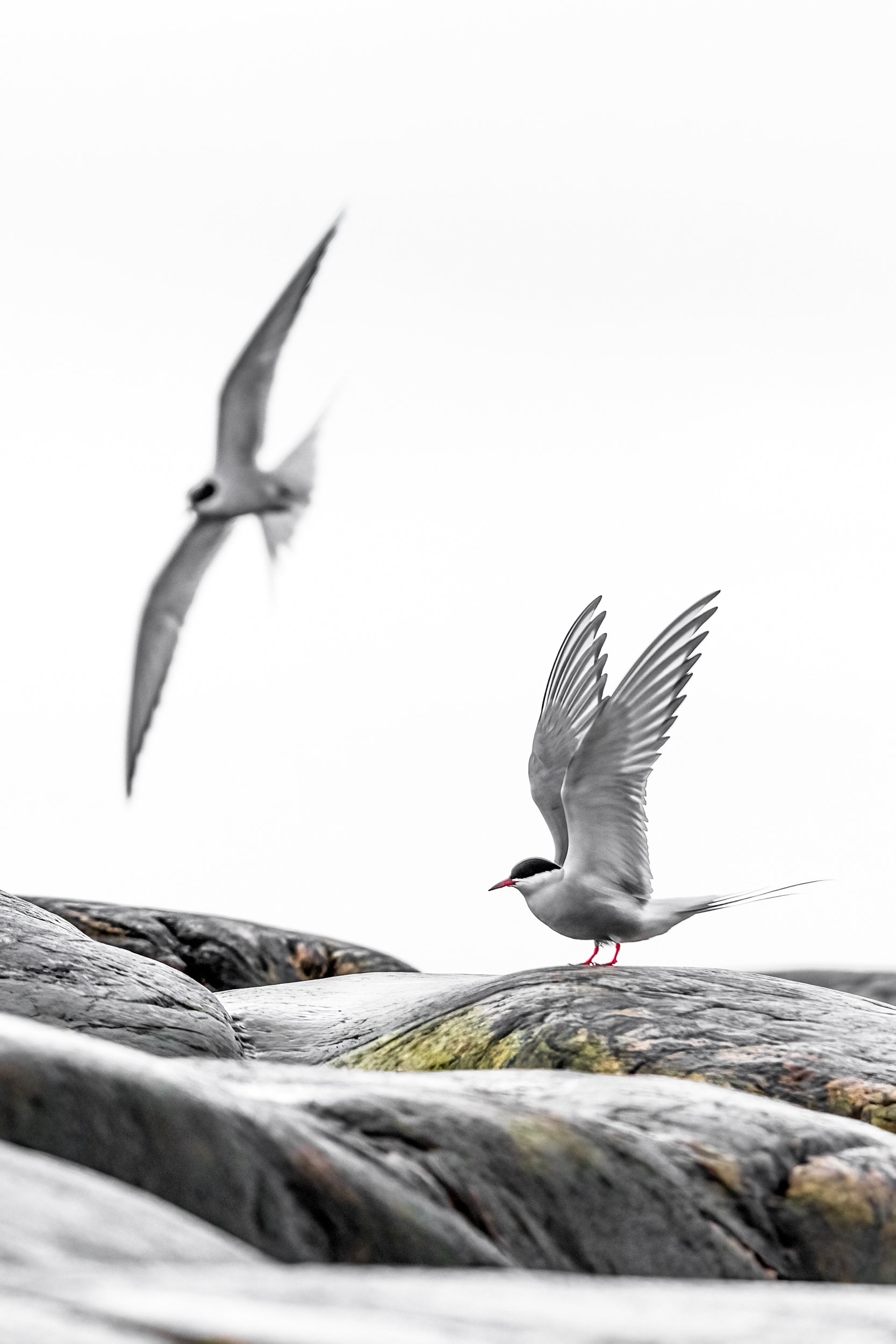 Arctic Tern 005