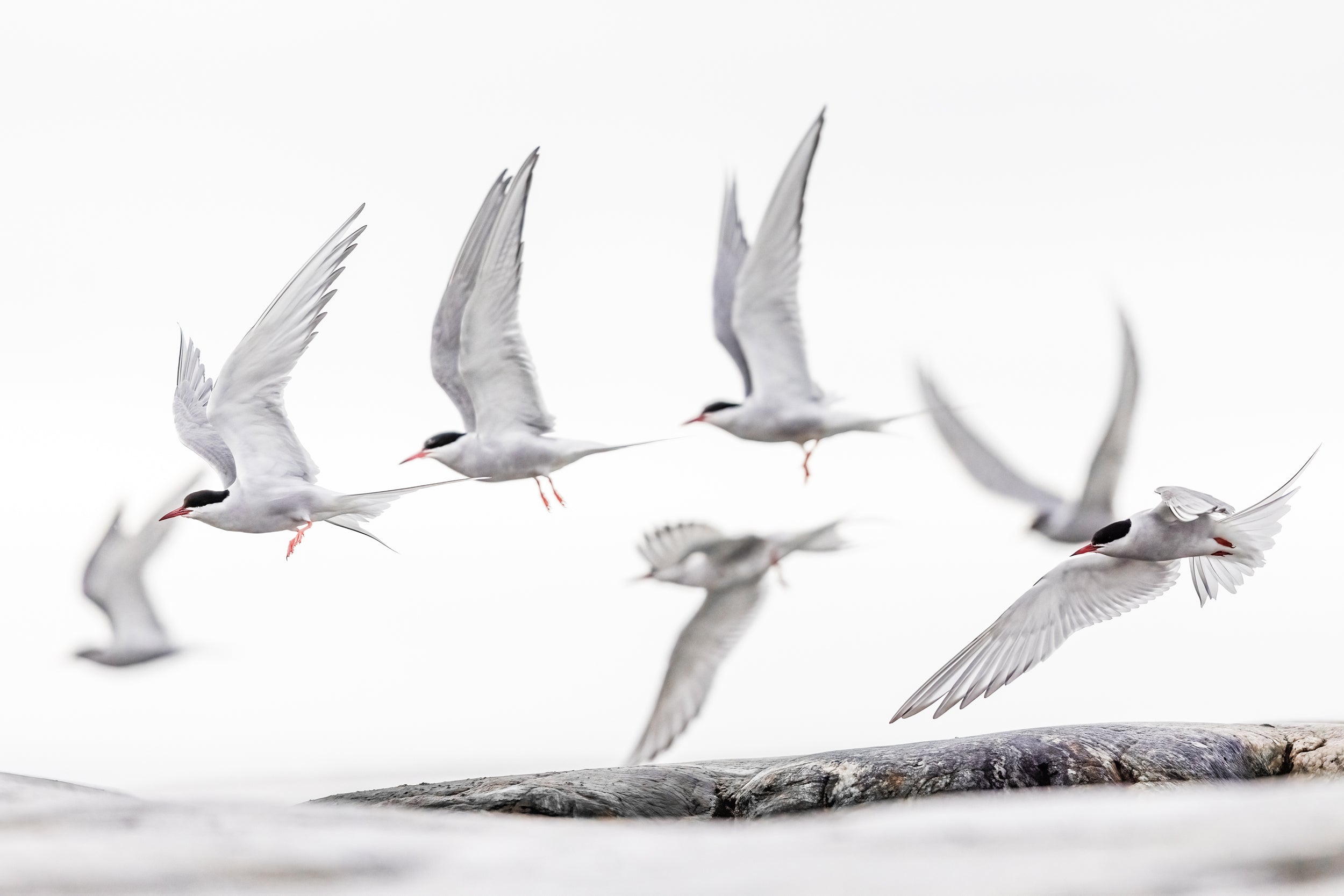 Arctic Tern 006