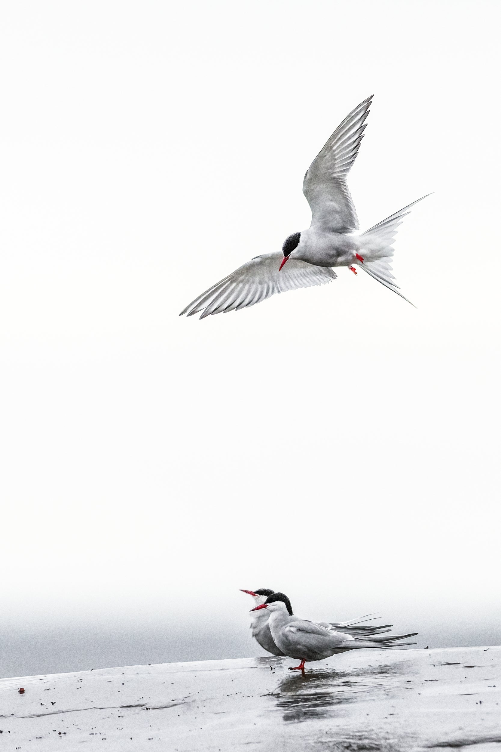 Arctic Tern 009