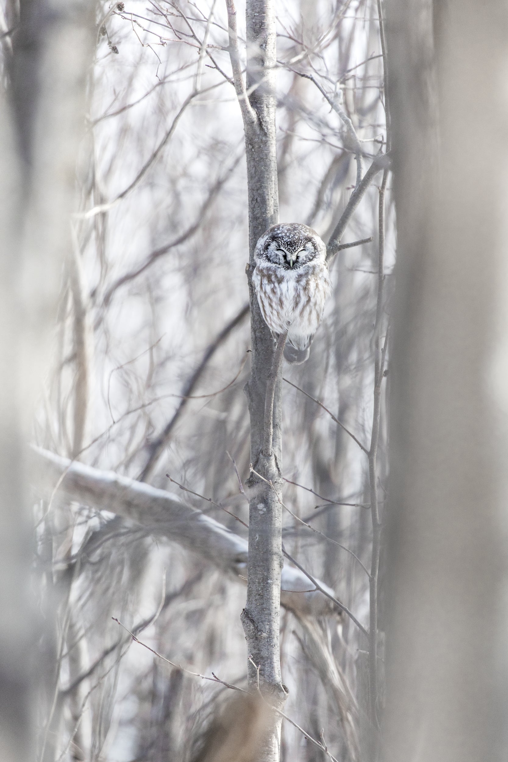 Tengmalm's Owl 002