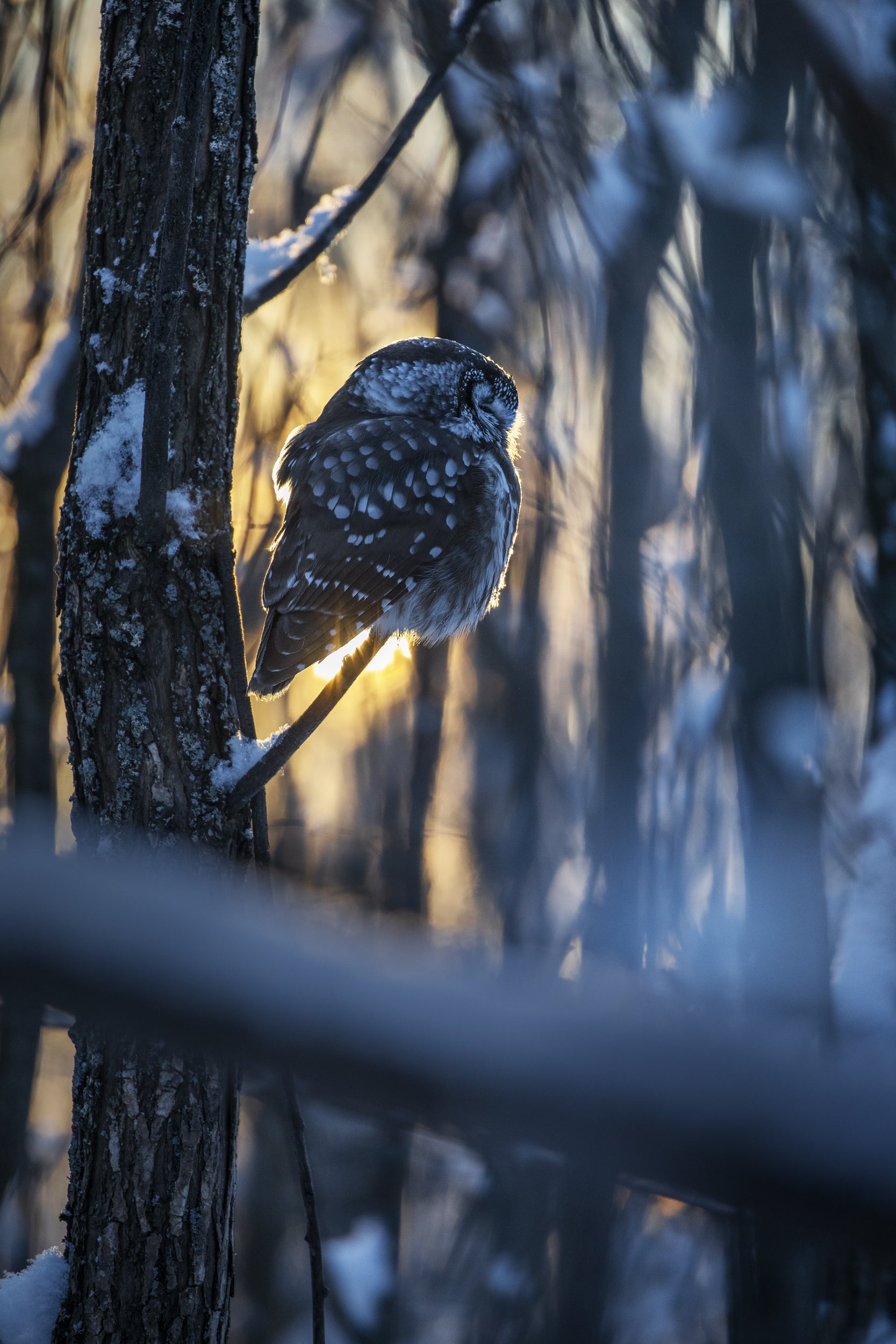 Tengmalm's Owl 003