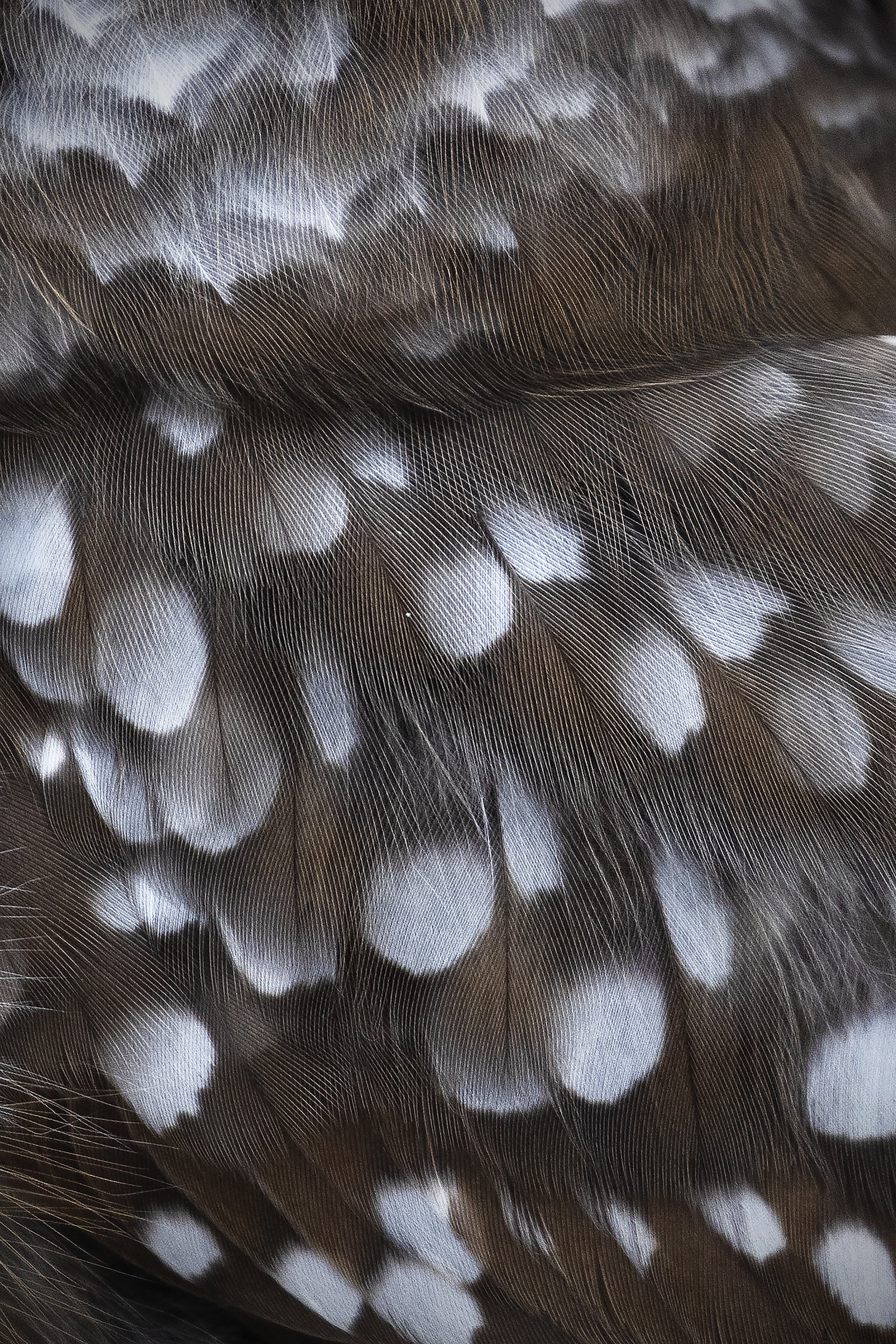 Tengmalm's Owl 007