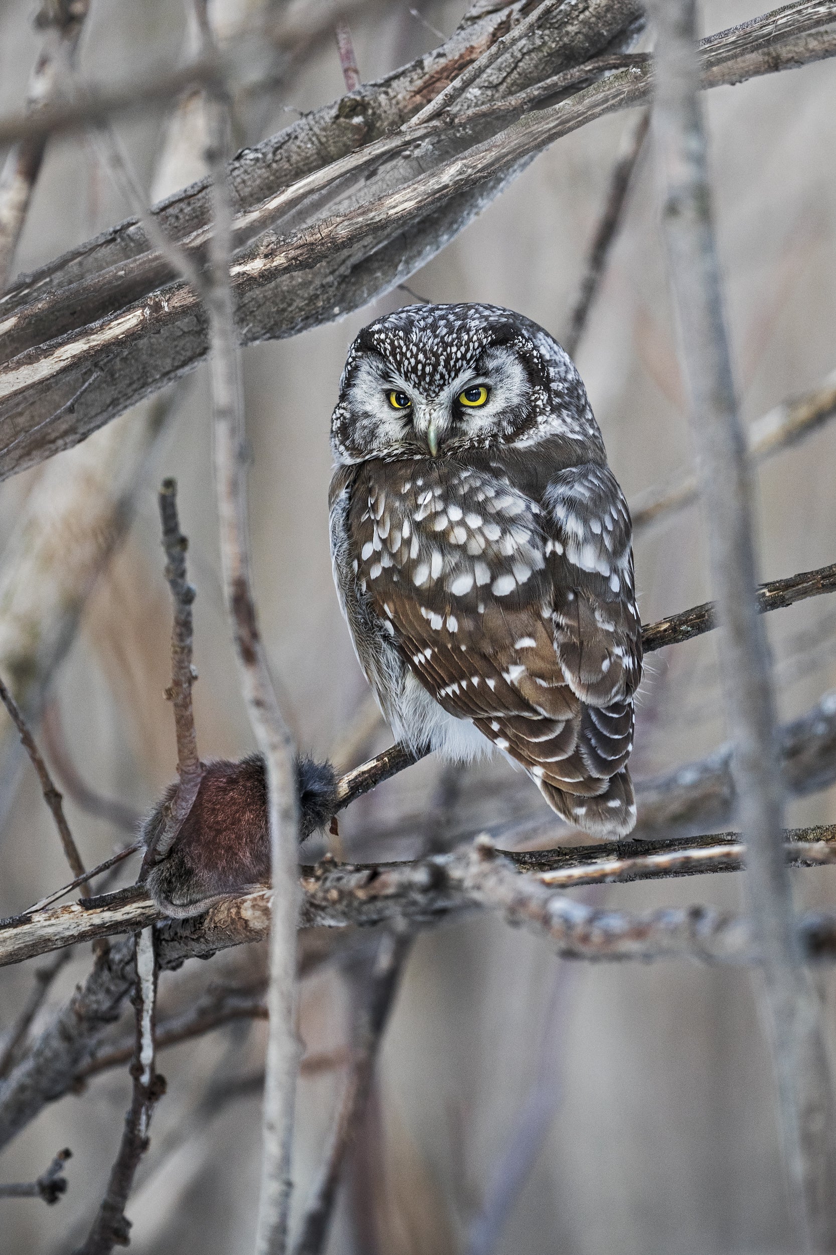 Tengmalm's Owl 009