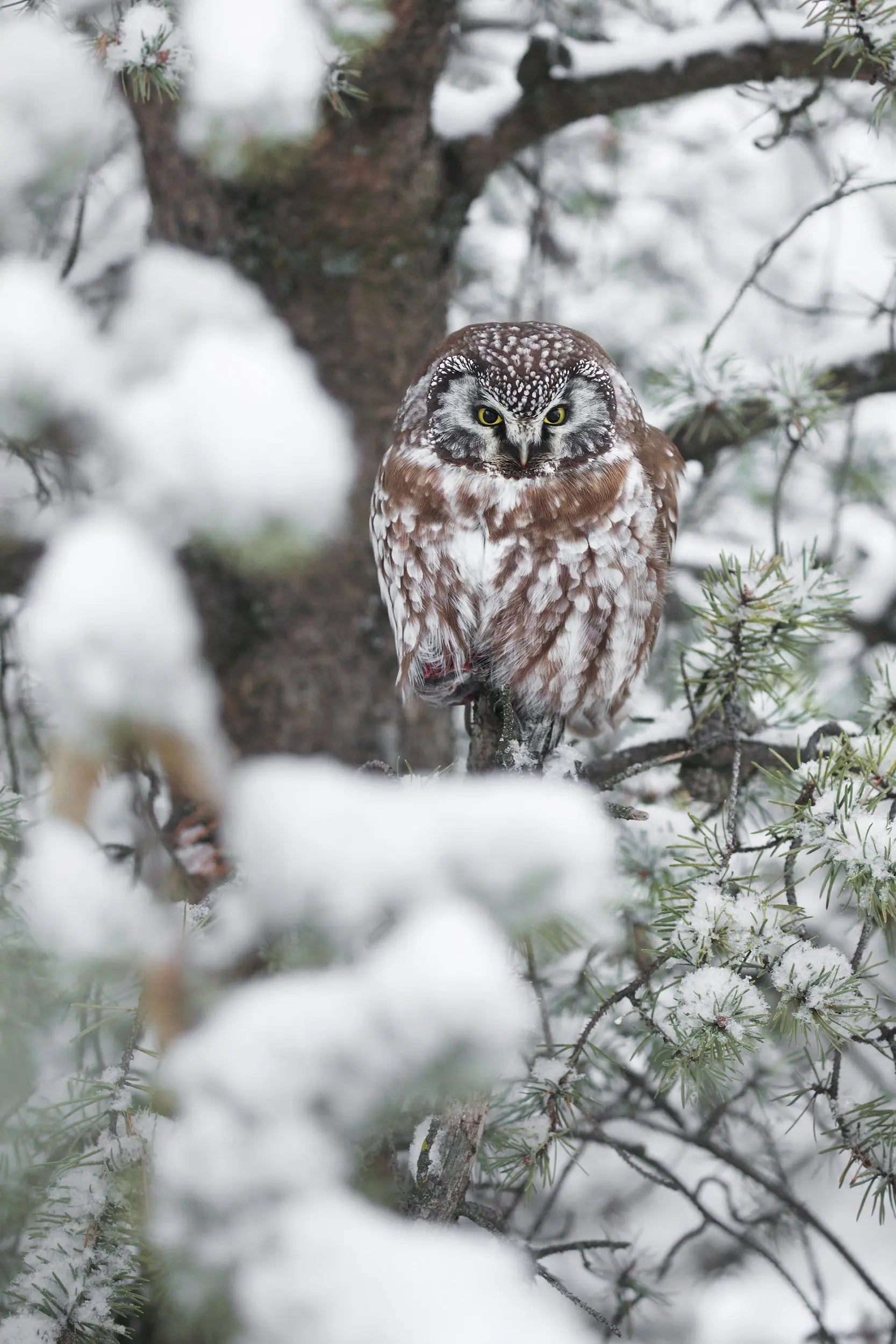 Nyctale de Tengmalm 010 – Jean-Simon Bégin - Photographe Animalier et ...