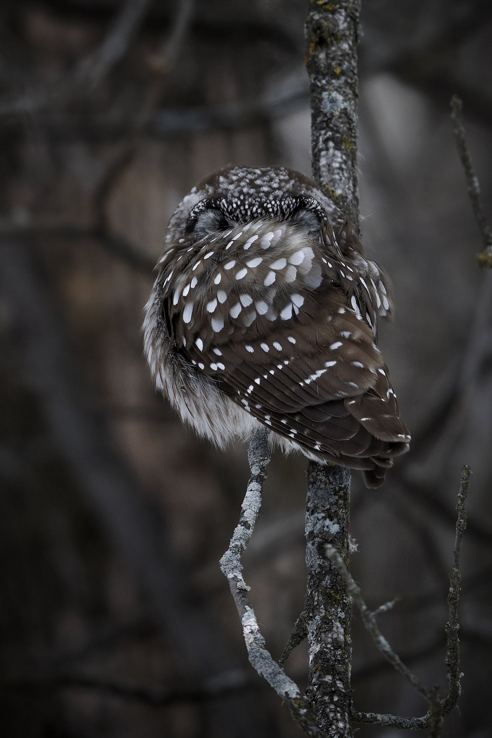 Tengmalm's Owl 011