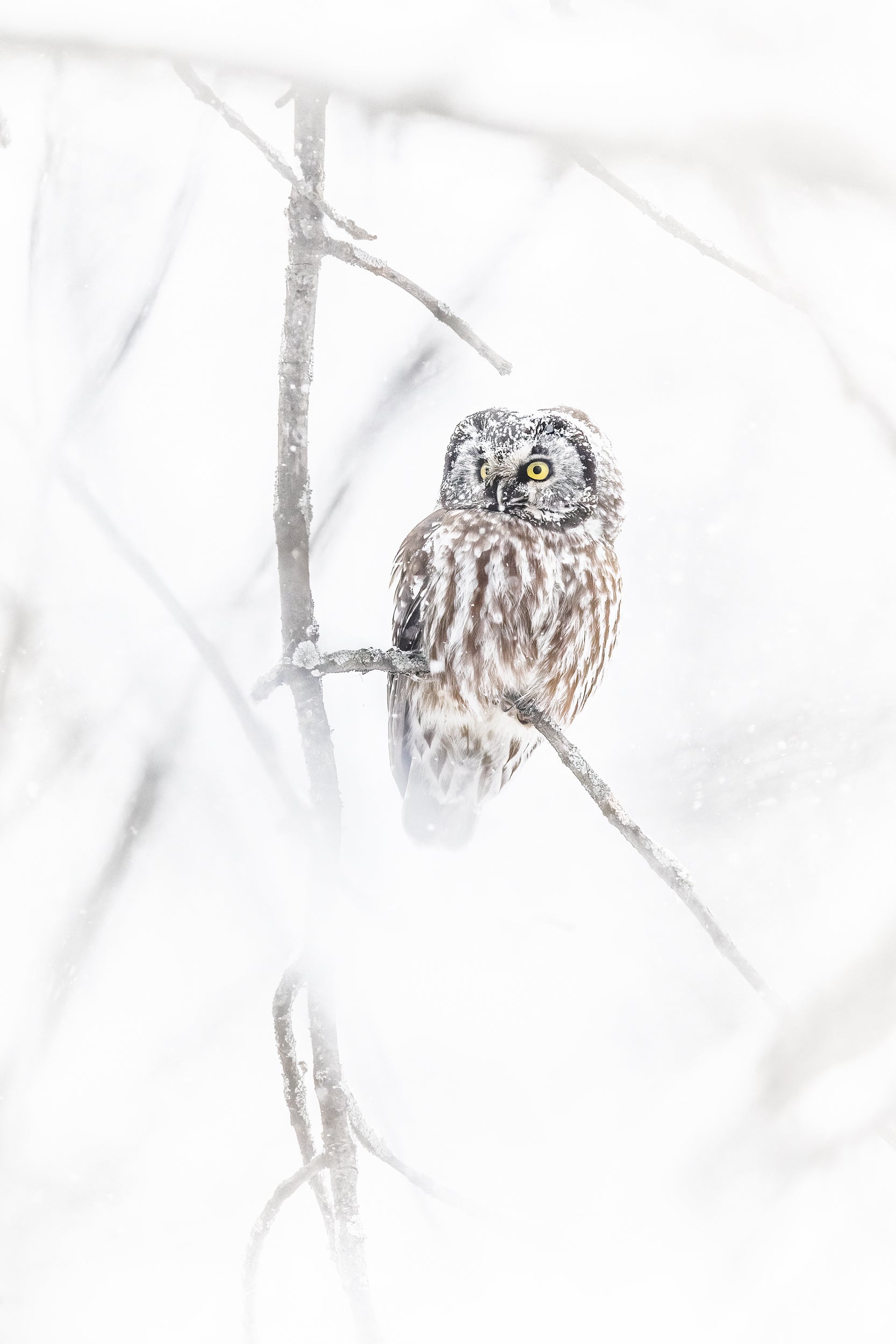 Tengmalm's Owl 018