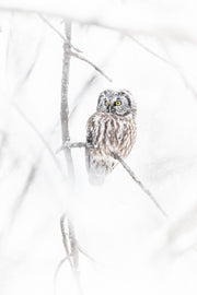 Tengmalm's Owl 018