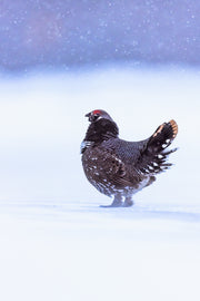 Spruce Grouse 012