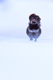 Spruce Grouse 013