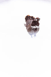 Spruce Grouse 014