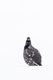 Spruce Grouse 017
