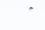 Spruce Grouse 022