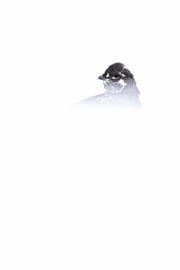 Spruce Grouse 023