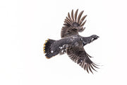 Spruce Grouse 025
