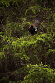 Spruce Grouse 004