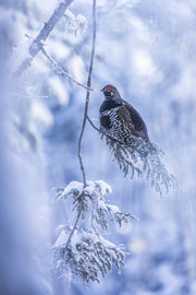 Spruce Grouse 005