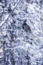 Spruce Grouse 009