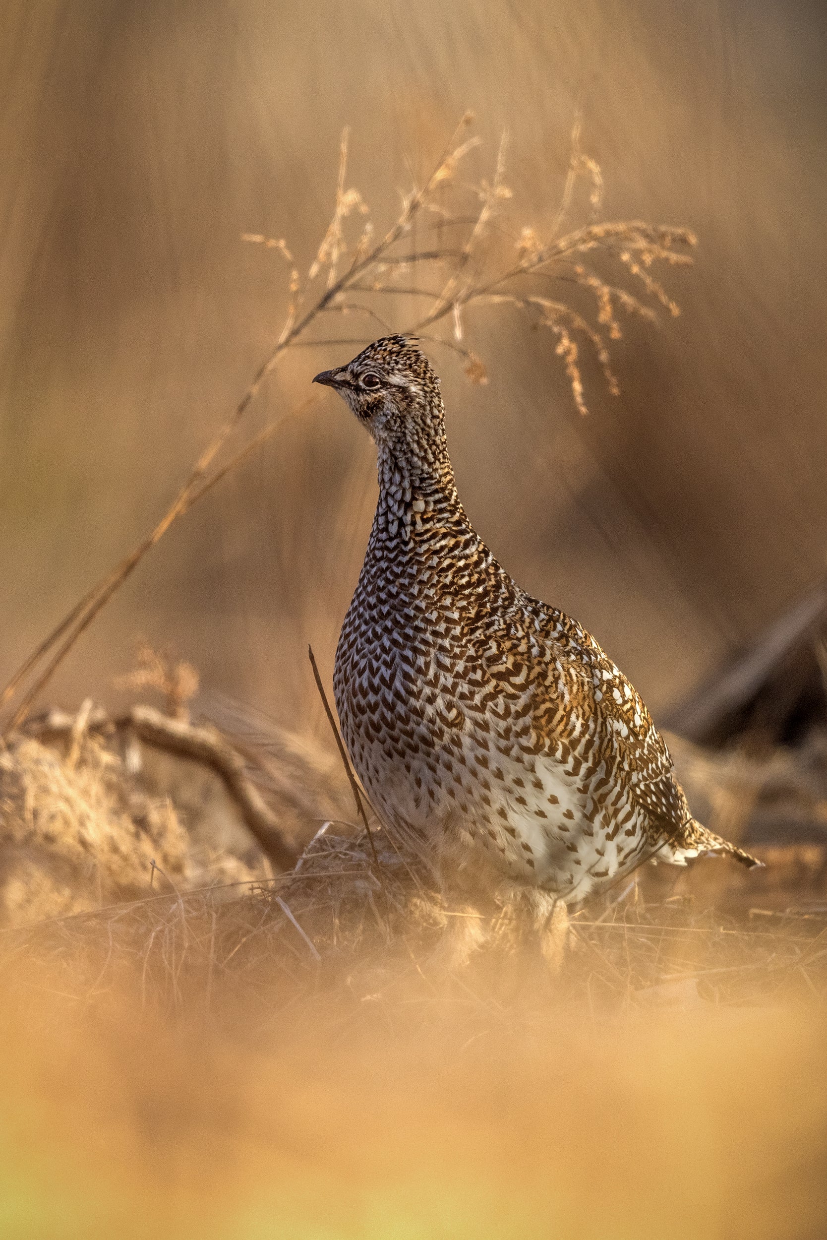 Sharp-tailed Grouse 001