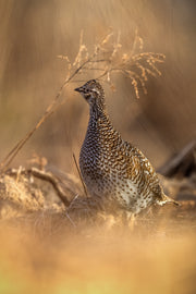 Sharp-tailed Grouse 001