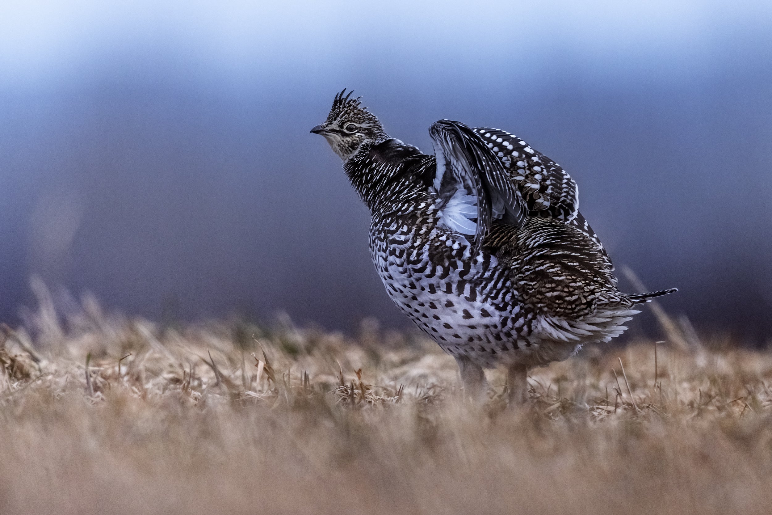 Sharp-tailed Grouse 002