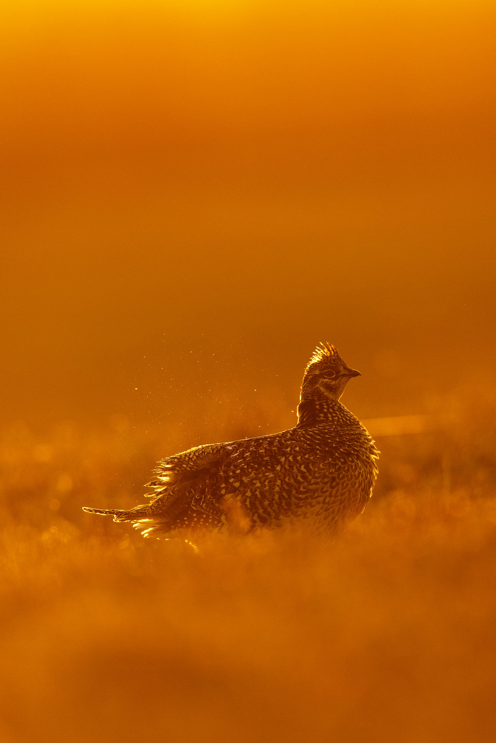 Sharp-tailed Grouse 003
