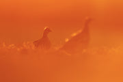 Sharp-tailed Grouse 004