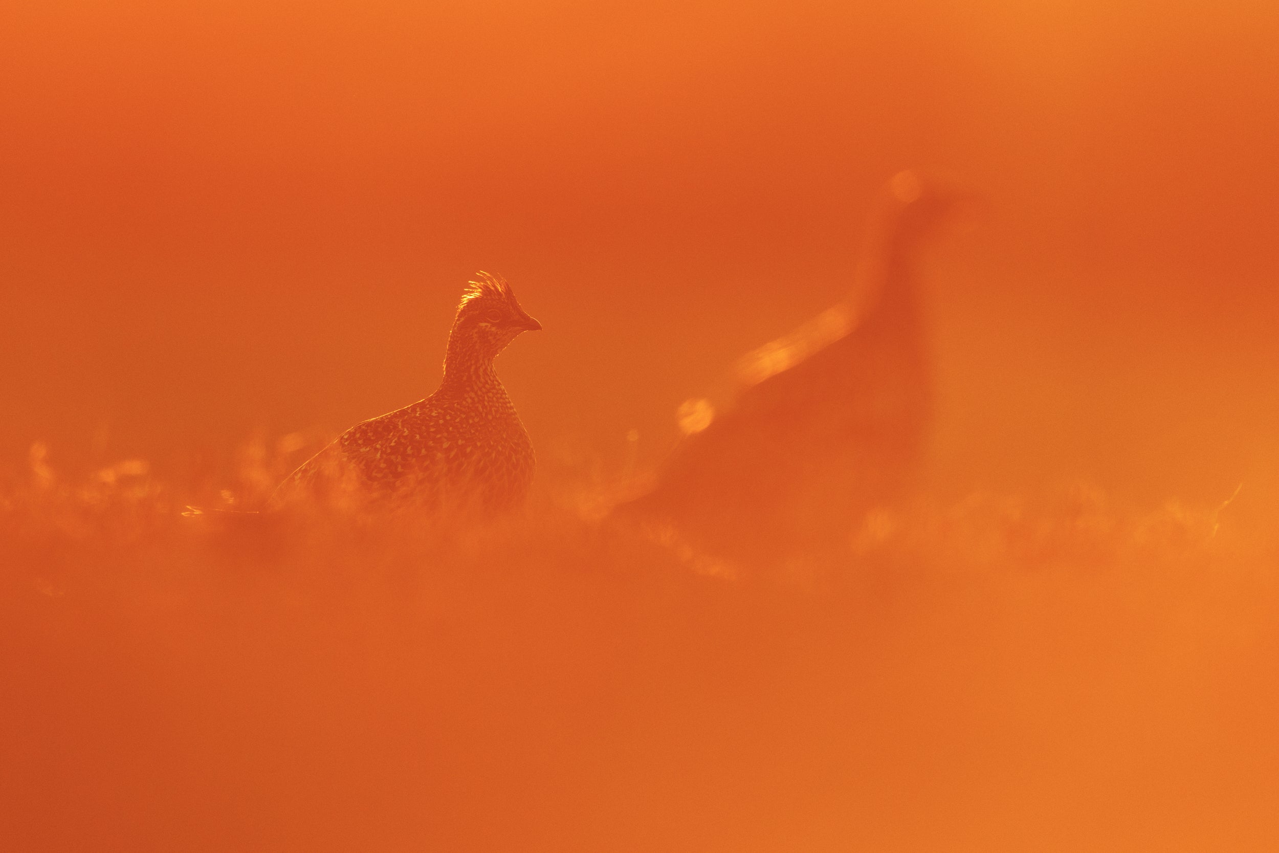 Sharp-tailed Grouse 004