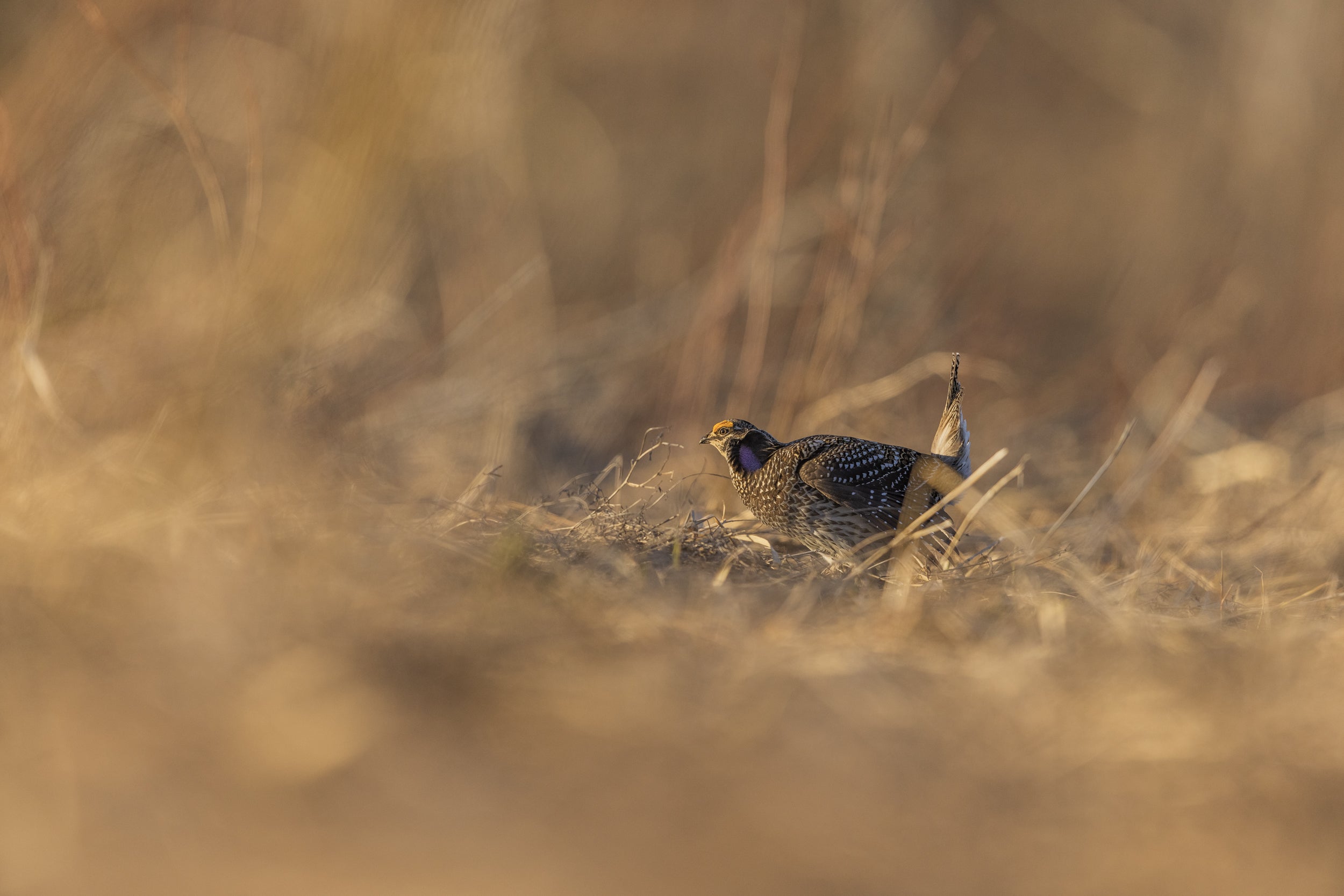 Sharp-tailed Grouse 005