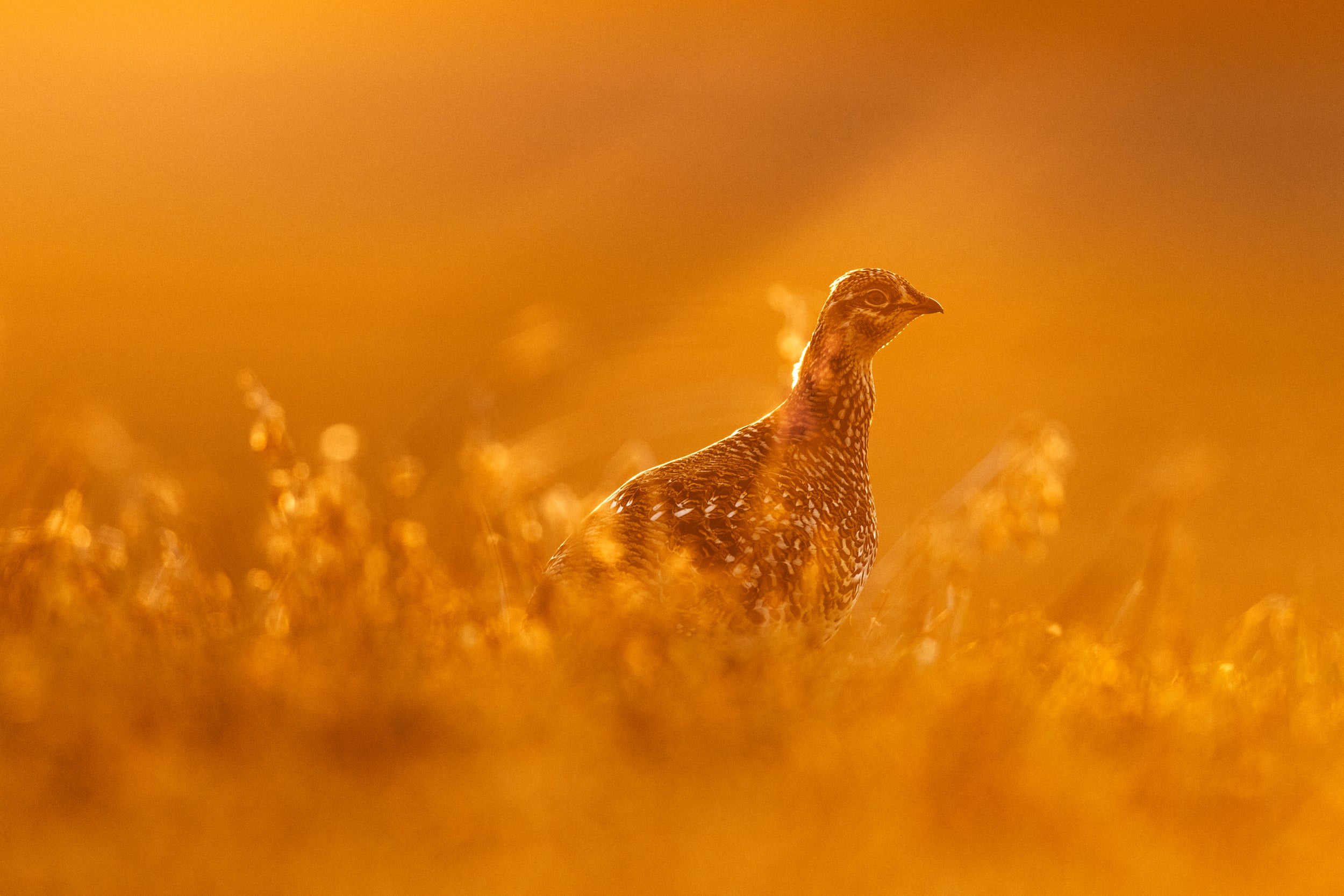 Sharp-tailed Grouse 006