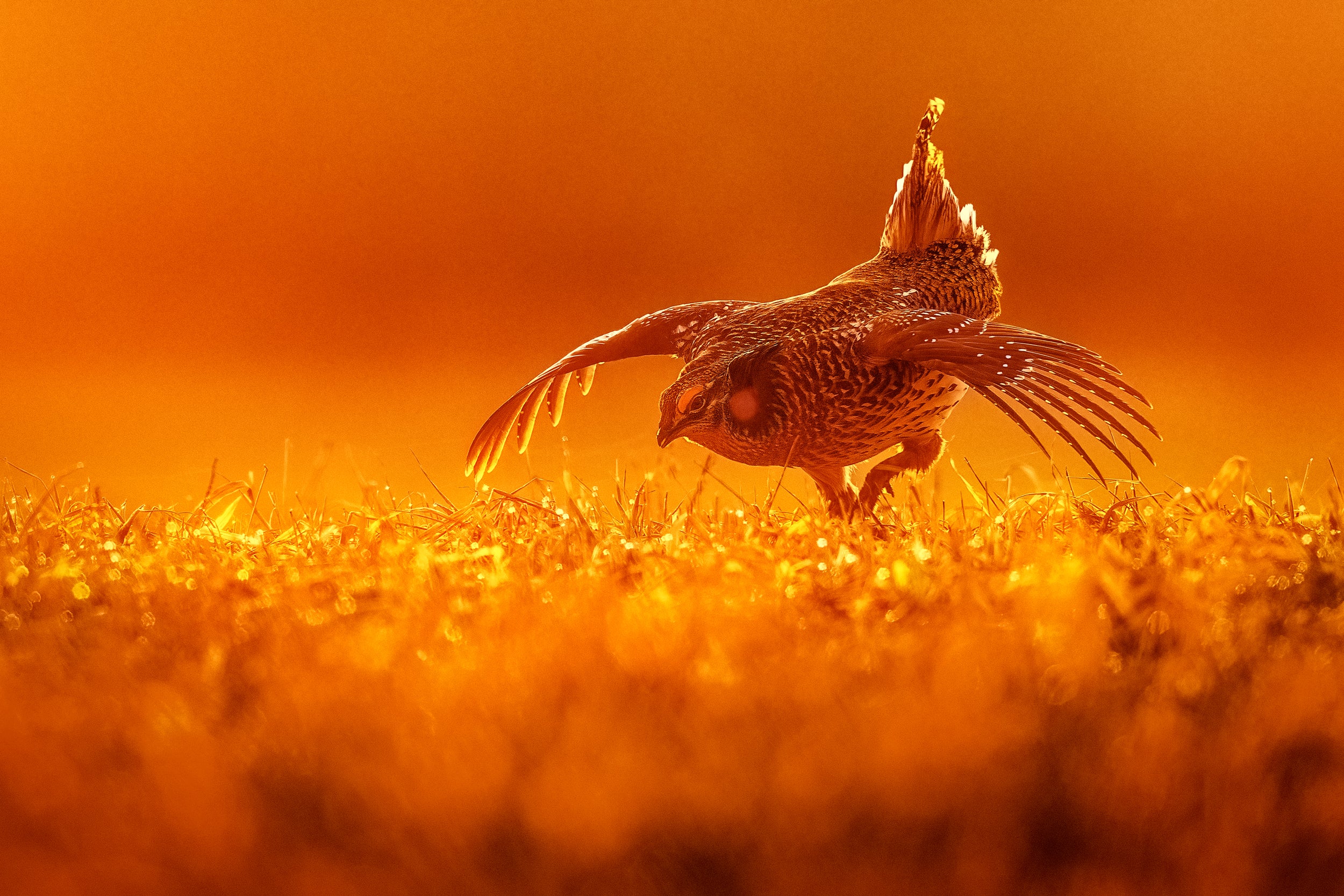 Sharp-tailed Grouse 007