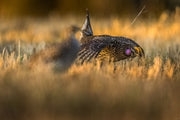Sharp-tailed Grouse 008