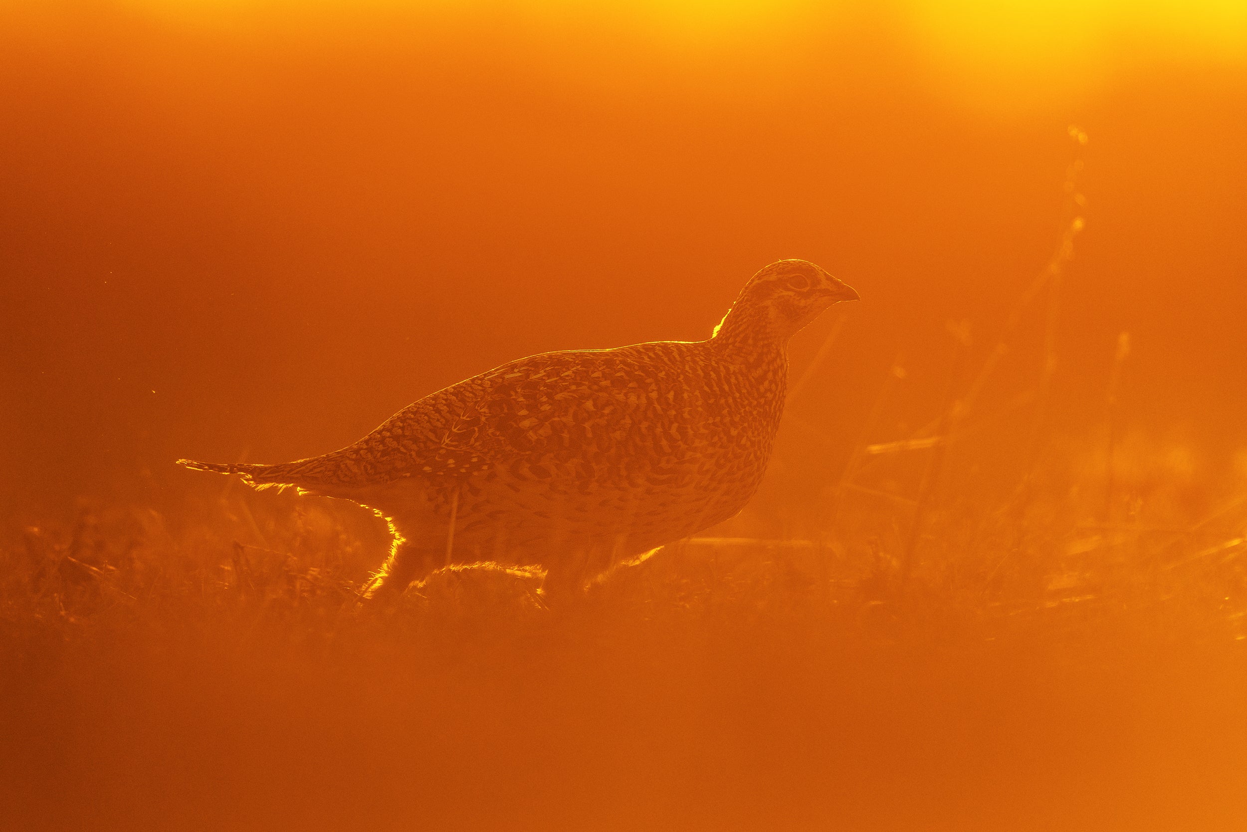Sharp-tailed Grouse 009