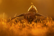 Sharp-tailed Grouse 010