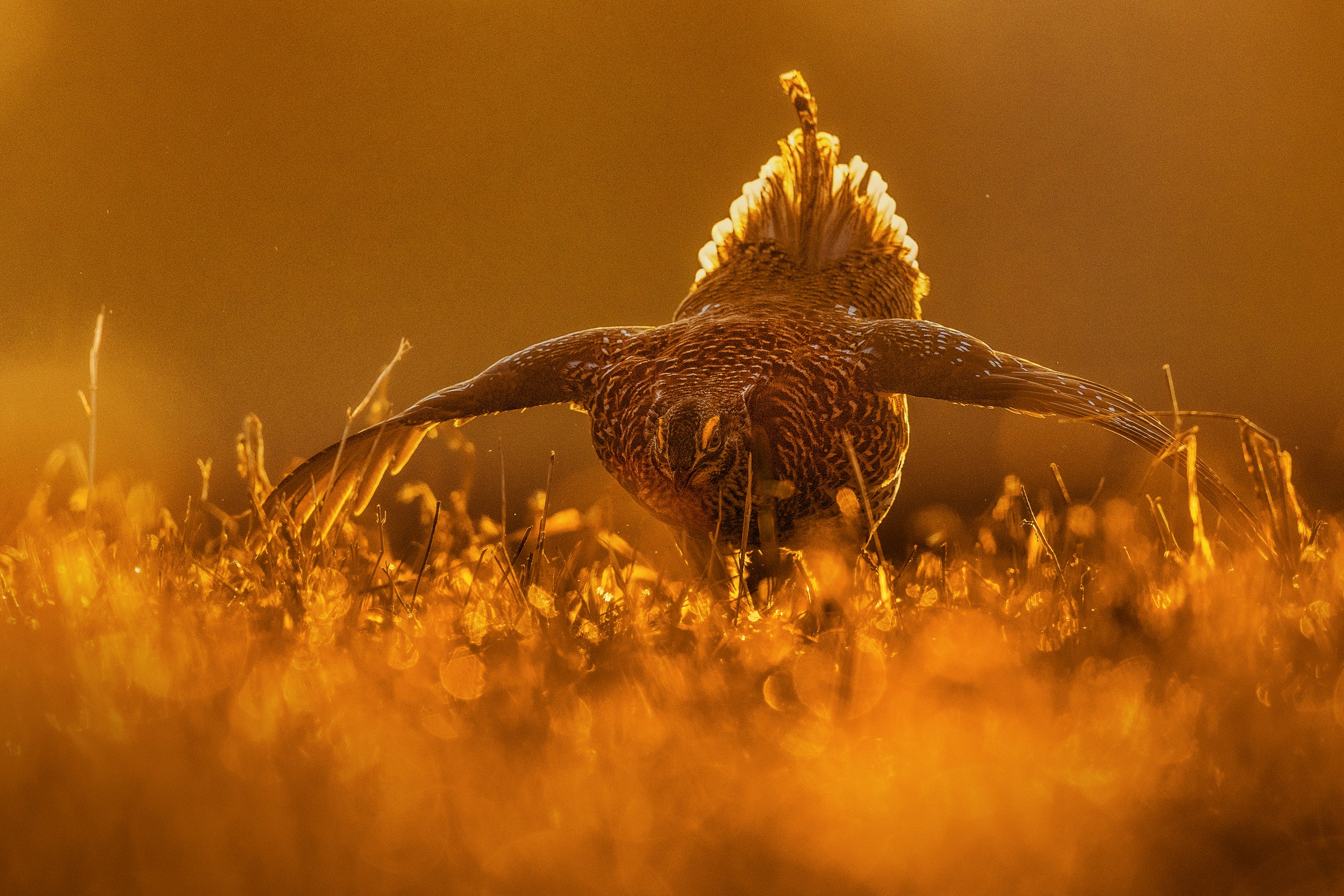 Sharp-tailed Grouse 010