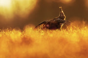 Sharp-tailed Grouse 011