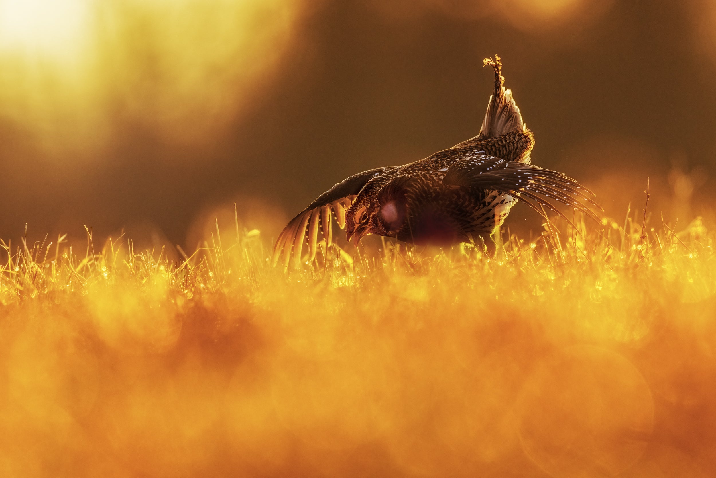 Sharp-tailed Grouse 011