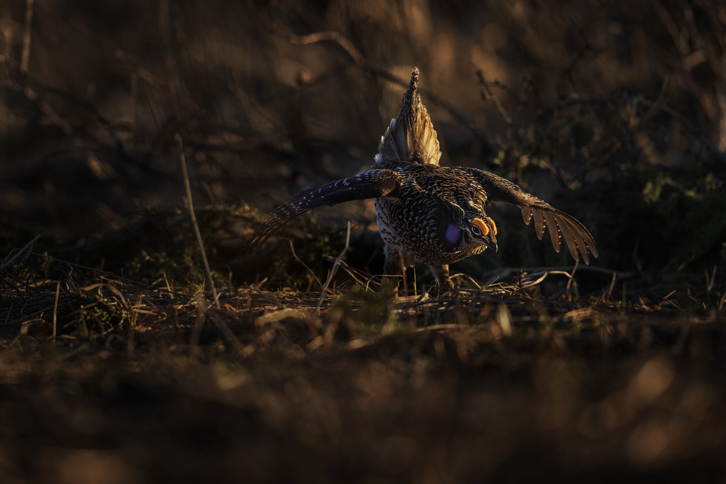 Sharp-tailed Grouse 012