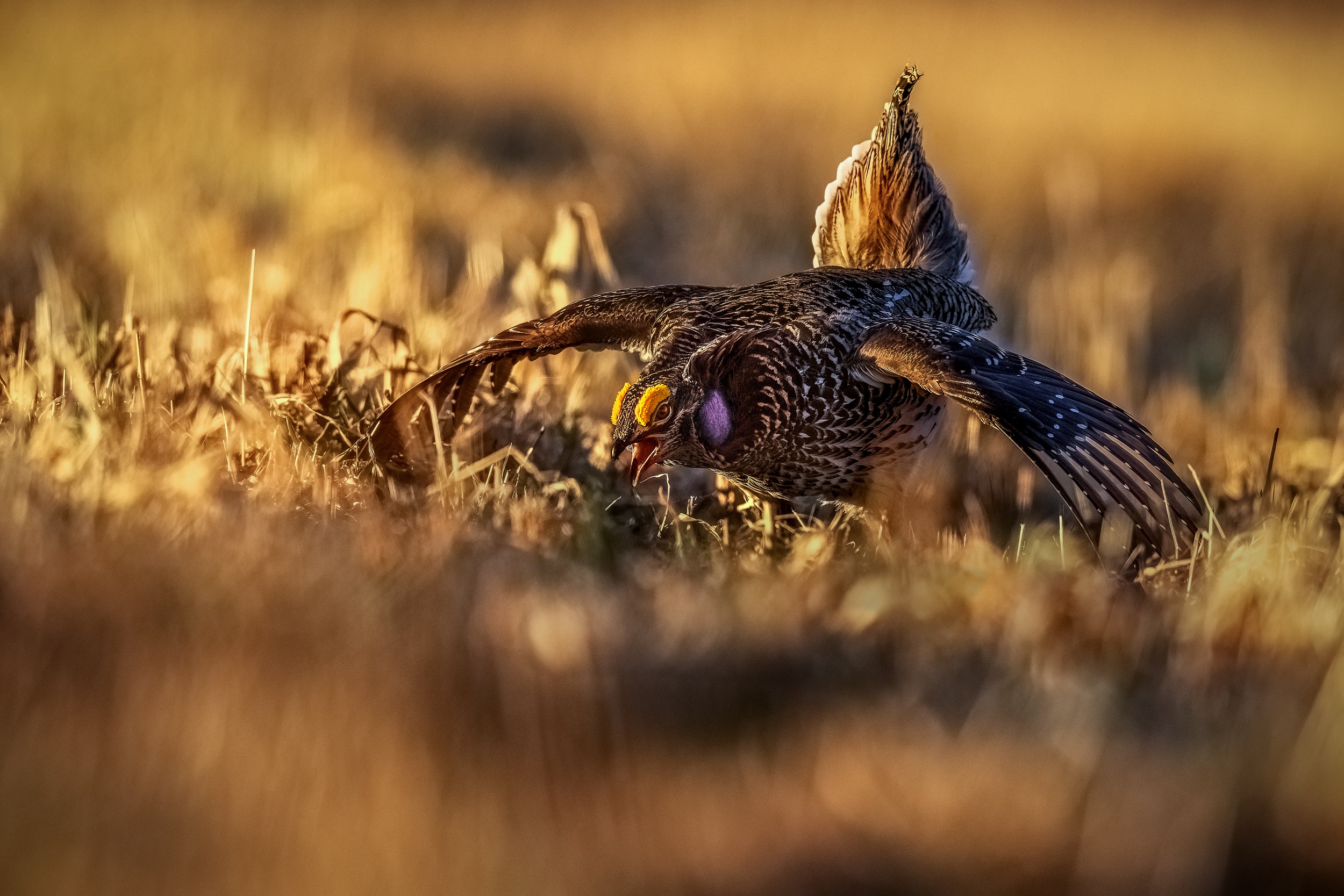 Sharp-tailed Grouse 013