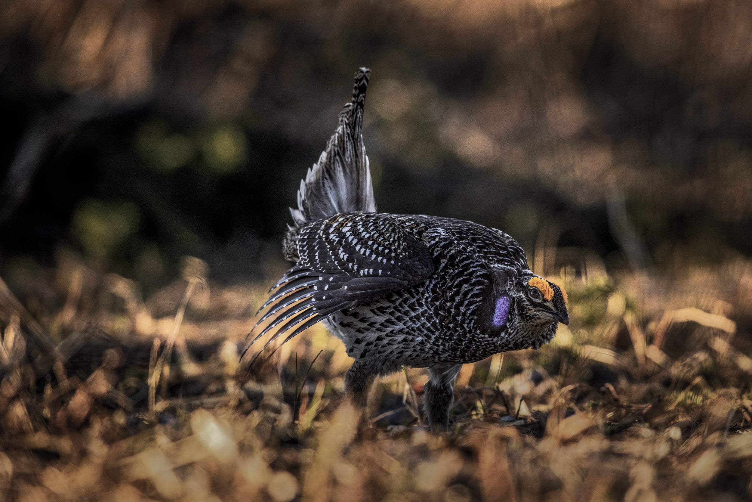 Sharp-tailed Grouse 014