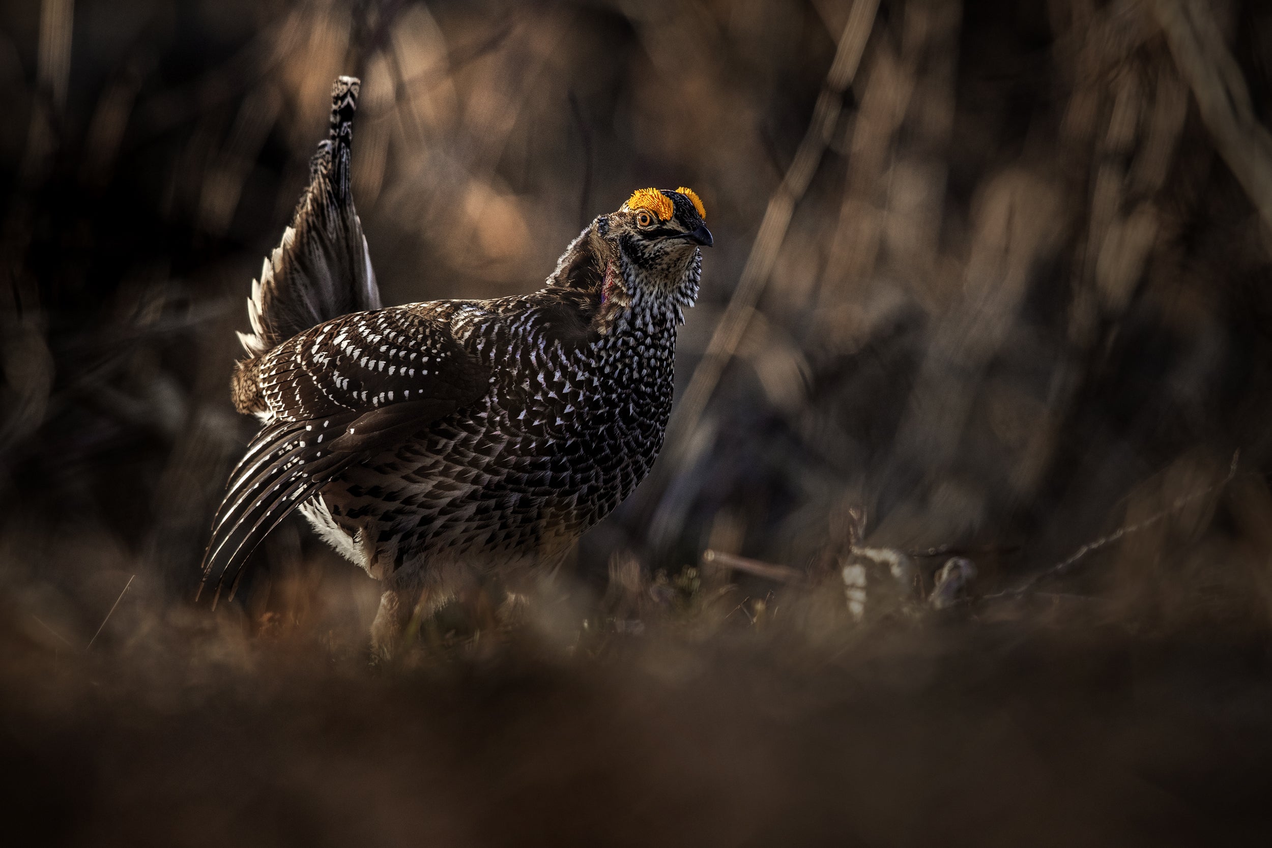 Sharp-tailed Grouse 015