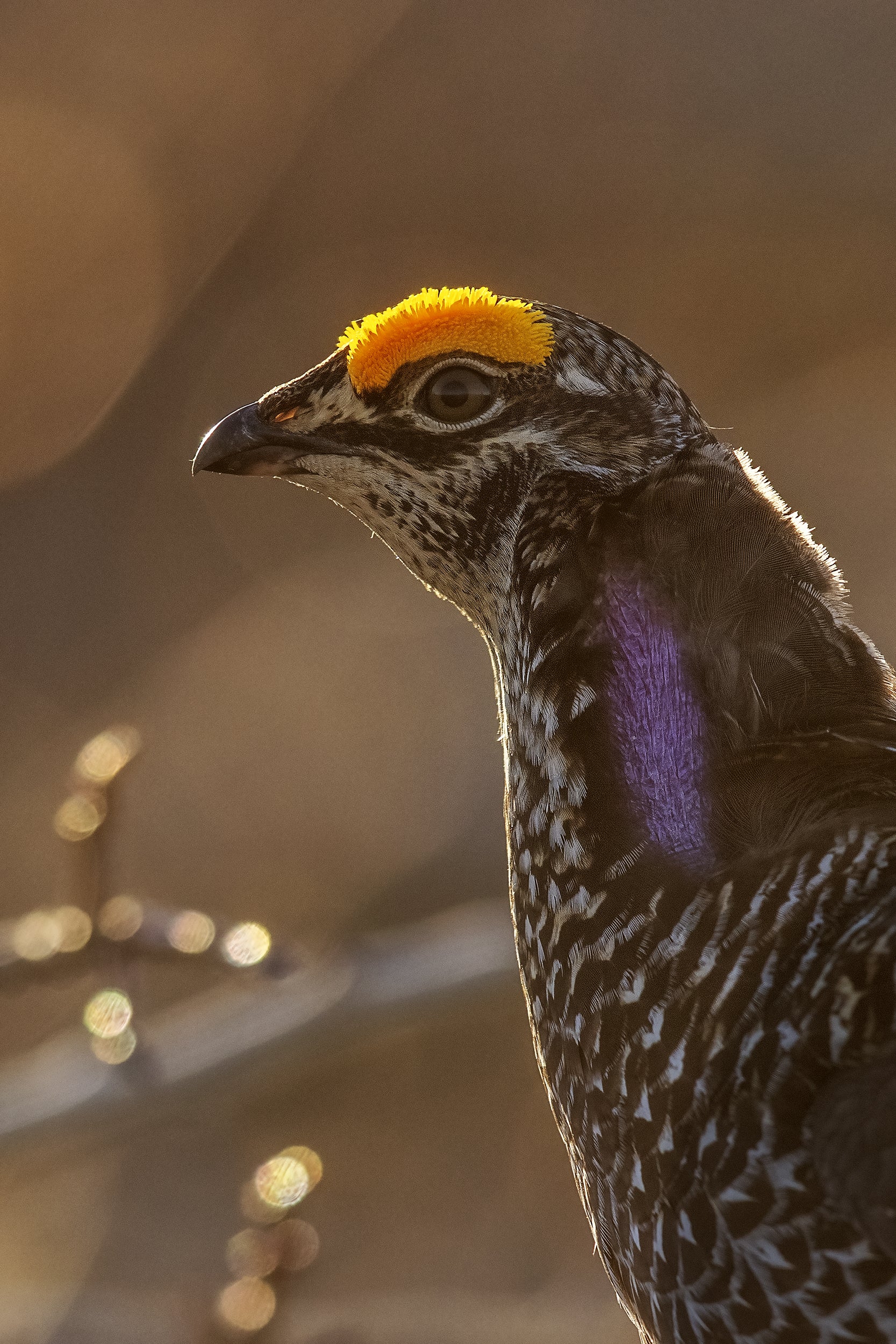 Sharp-tailed Grouse 016
