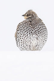 Tétras à queue fine 021 - Jean-Simon Bégin - Photographe Animalier et Artiste Peintre