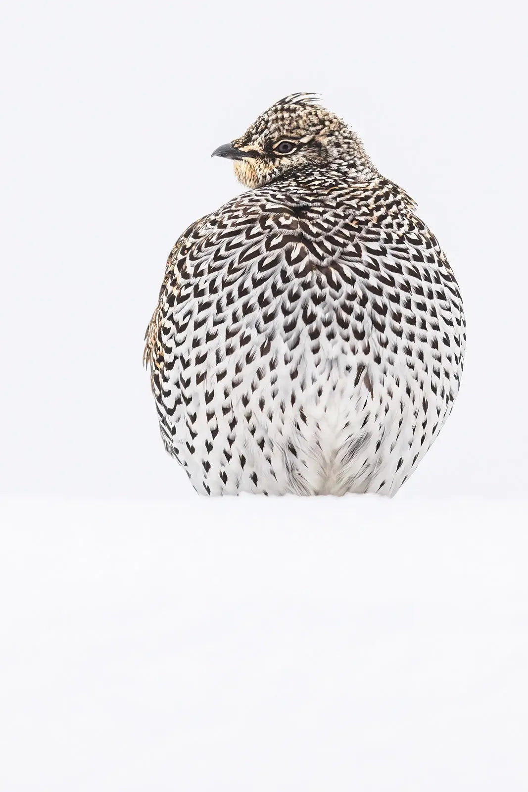 Tétras à queue fine 021 - Jean-Simon Bégin - Photographe Animalier et Artiste Peintre