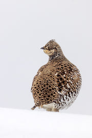 Tétras à queue fine 022