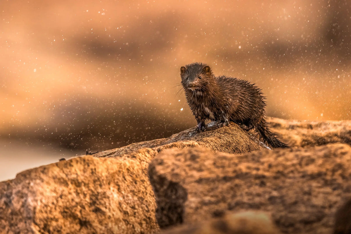 Vison Def Vison d'Amérique - Jean-Simon Bégin - Photographe Animalier et Artiste ...
