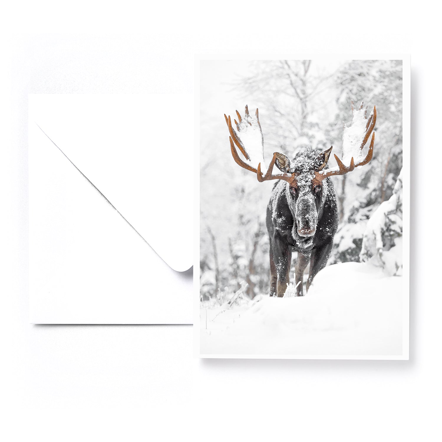 Set of 5 greeting cards - Boreal
