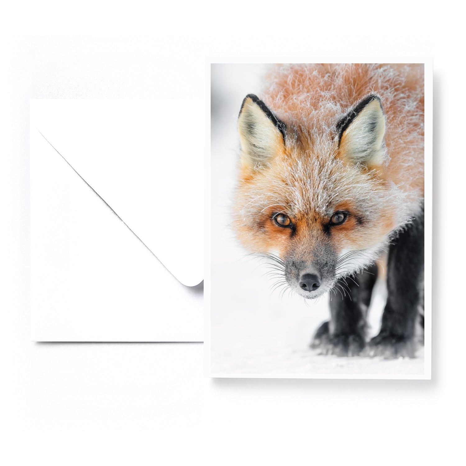 Set of 5 greeting cards - Canines