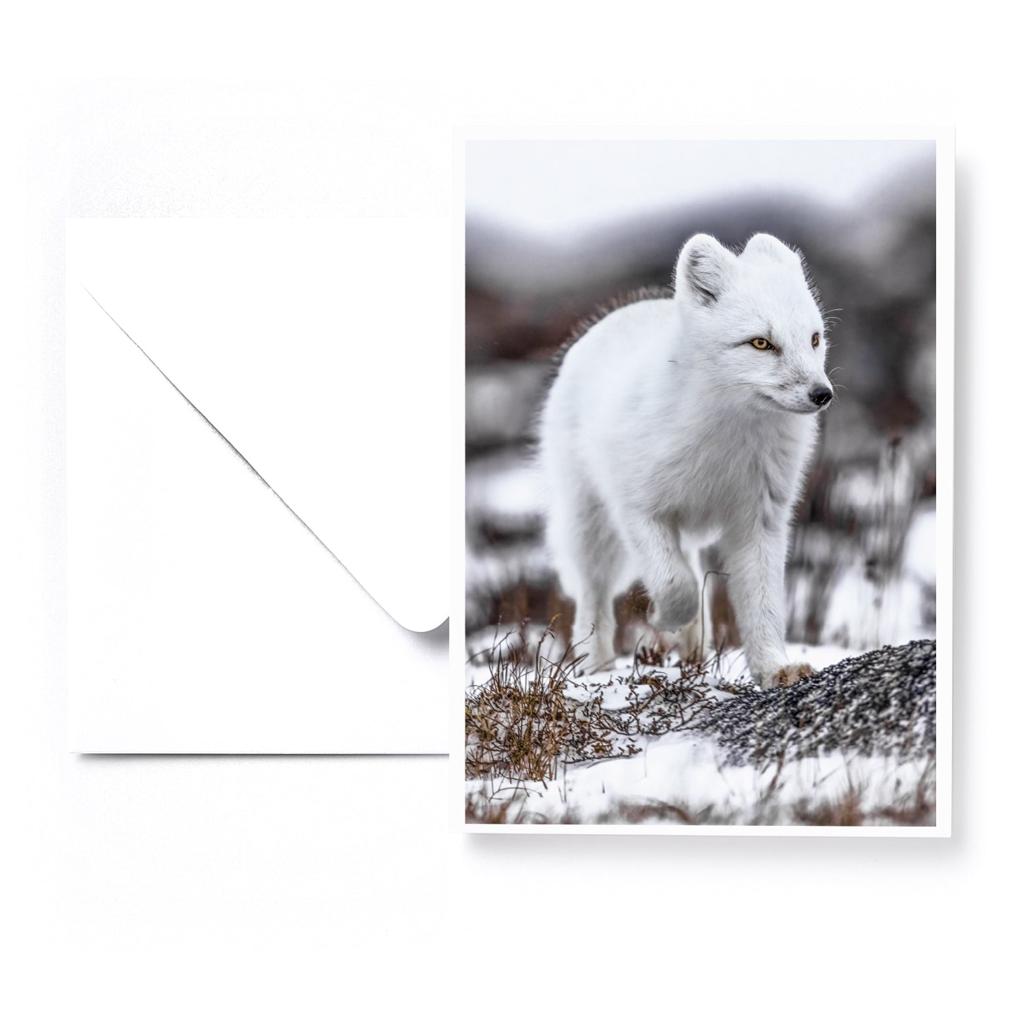 Set of 5 greeting cards - Canines
