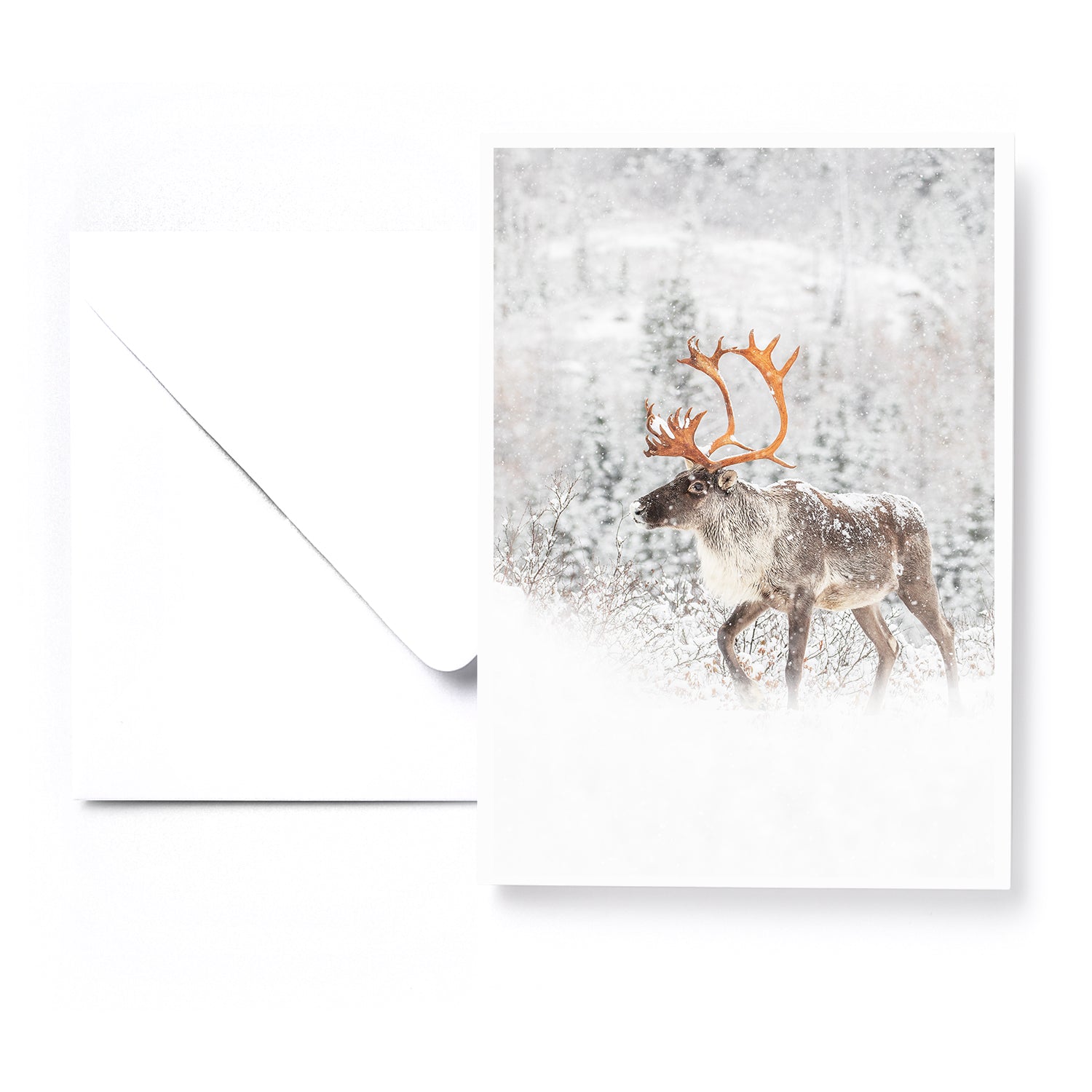 Set of 5 greeting cards - Boreal